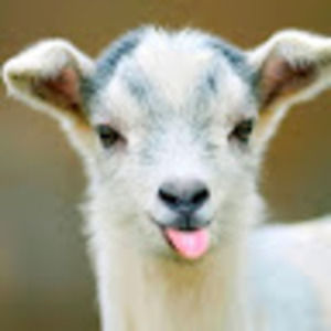 Meet your Posher, Carly